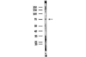 anti-Ubiquilin 3 (UBQLN3) (Internal Region) antibody