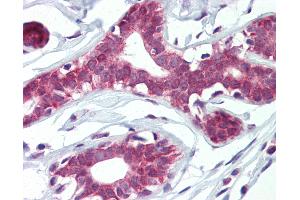 Anti-ELF4 antibody IHC of human breast. (Elf4 Antikörper  (AA 211-237))
