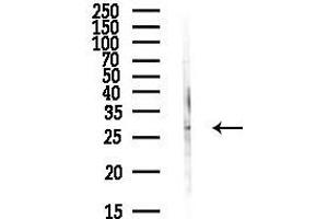 anti-SYF2 Homolog, RNA Splicing Factor (SYF2) (C-Term) antibody