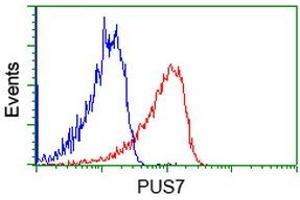 Image no. 4 for anti-Pseudouridylate Synthase 7 Homolog (PUS7) antibody (ABIN1500514) (PUS7 Antikörper)