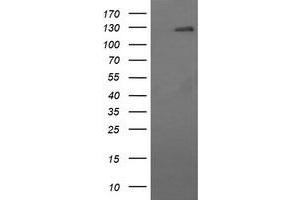 Image no. 2 for anti-CD163 (CD163) antibody (ABIN1497170) (CD163 Antikörper)