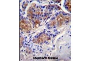 Immunohistochemistry (Paraffin-embedded Sections) (IHC (p)) image for anti-Caspase 12 (Gene/pseudogene) (CASP12) (AA 165-193) antibody (ABIN655966)
