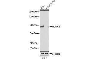 Western blot analysis of extracts from wild type (WT) and HD knockout (KO) 293T cells, using HD antibody (ABIN7267707) at 1:1000 dilution. (HDAC1 Antikörper)
