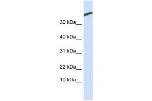 ARPP-21 antibody used at 1 ug/ml to detect target protein. (ARPP21 Antikörper  (N-Term))
