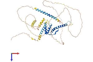 ACBD5 Protein (AA 1-534) (His tag)