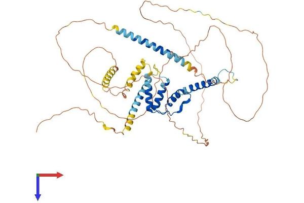 ACBD5 Protein (AA 1-534) (His tag)