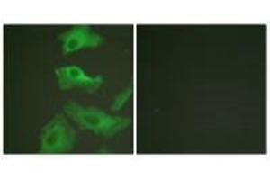 Immunofluorescence analysis of HeLa cells, treated with TNF-a (20nM, 15 mins), using HSP90B (Ab-254) antibody. (HSP9AB1 (Ser254) Antikörper)
