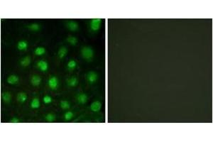 Immunofluorescence (IF) image for anti-Protein Kinase, DNA-Activated, Catalytic Polypeptide (PRKDC) (AA 2613-2662), (pThr2647) antibody (ABIN1531582)
