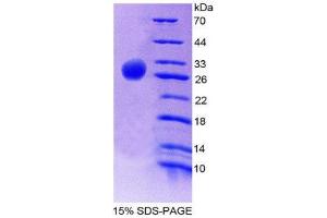 SDS-PAGE (SDS) image for Prostaglandin E Synthase 2 (PTGES2) (AA 145-357) protein (His tag) (ABIN2126448) (PTGES2 Protein (AA 145-357) (His tag))