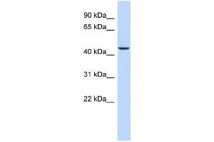 Western Blotting (WB) image for anti-alpha Ketoglutarate Dehydrogenase (alphaKGDHC) antibody (ABIN2460086)