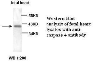 Image no. 1 for anti-Caspase 4, Apoptosis-Related Cysteine Peptidase (CASP4) antibody (ABIN1575271) (Caspase 4 Antikörper)