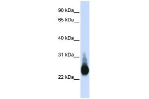 Claudin 5 antibody used at 1 ug/ml to detect target protein. (Claudin 5 Antikörper)