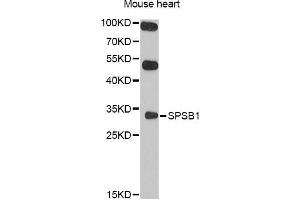 Western blot analysis of extracts of mouse heart, using SPSB1 antibody (ABIN5998946) at 1/1000 dilution. (SPSB1 Antikörper)