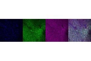 Immunohistochemistry (IHC) image for anti-Calbindin (CALB1) antibody (ABIN7456075) (CALB1 Antikörper)