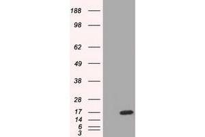 HEK293T cells were transfected with the pCMV6-ENTRY control (Left lane) or pCMV6-ENTRY TTC32 (Right lane) cDNA for 48 hrs and lysed. (TTC32 Antikörper)