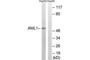 Western blot analysis of extracts from HepG2 cells, treated with PMA 125ng/ml 30', using AML1 (Ab-435) Antibody. (RUNX1 Antikörper  (AA 401-450))
