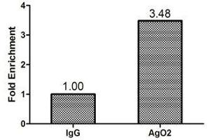Chromatin Immunoprecipitation Hela (1. (AGO2 Antikörper  (AA 517-818))