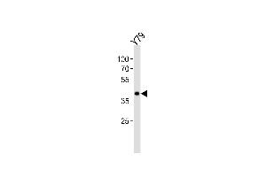 Western blot analysis of lysate from Y79 cell line, using EIF3H Antibody at 1:1000. (EIF3H Antikörper  (N-Term))