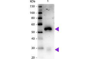 Western blot of Peroxidase conjugated Mouse Anti-Rabbit IgG Pre-Adsorbed secondary antibody. (Maus anti-Kaninchen IgG (Heavy & Light Chain) Antikörper (HRP) - Preadsorbed)