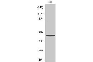 Western Blotting (WB) image for anti-Chromobox Homolog 6 (CBX6) (N-Term) antibody (ABIN3183710)