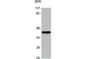 Western Blot analysis of various cells using GATA-4 Polyclonal Antibody (GATA4 Antikörper  (Internal Region))