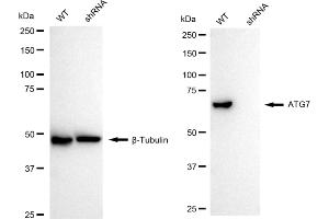 anti-ATG7 Autophagy Related 7 (ATG7) antibody
