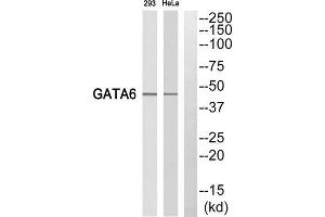 Western blot analysis of extracts from 293 cells and HeLa cells, using GATA6 antibody. (GATA6 Antikörper  (C-Term))
