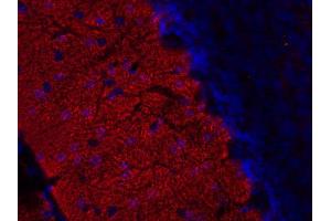 Immunohistochemistry (IHC) image for anti-Synaptic Vesicle Glycoprotein 2B (SV2B) (AA 2-17) antibody (ABIN1742257)