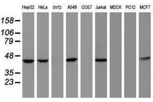 Image no. 3 for anti-Chromobox Homolog 8 (CBX8) (AA 1-260) antibody (ABIN1490660)