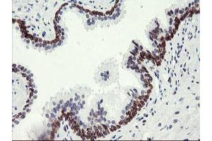 Image no. 2 for anti-Adipocyte Plasma Membrane Associated Protein (APMAP) antibody (ABIN1496661) (APMAP Antikörper)