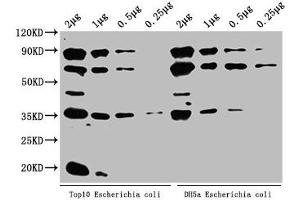 Western Blot Positive WB detected in: Top10 Escherichia coli lysate, DH5α Escherichia coli lysate All lanes: ppsA antibody at 1:2000 Secondary Goat polyclonal to rabbit IgG at 1/50000 dilution Predicted band size: 88 kDa Observed band size: 88 kDa (proPSA Antikörper  (AA 2-792))