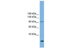 EXOC1 antibody used at 0. (EXOC1 Antikörper  (N-Term))