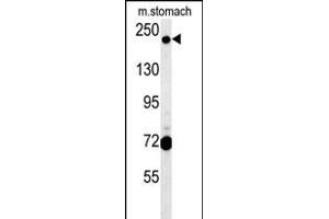 GCC2 Antibody (C-term) (ABIN654156 and ABIN2844023) western blot analysis in mouse stomach tissue lysates (15 μg/lane). (GCC2 Antikörper  (C-Term))