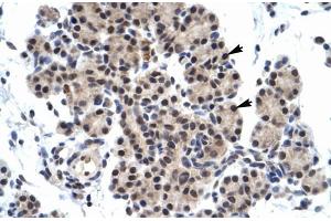 Human Pancreas; ZNF318 antibody - N-terminal region in Human Pancreas cells using Immunohistochemistry (ZNF318 Antikörper  (N-Term))