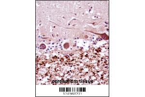 FANCG Antibody immunohistochemistry analysis in formalin fixed and paraffin embedded human cerebellum tissue followed by peroxidase conjugation of the secondary antibody and DAB staining.