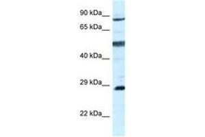 Image no. 1 for anti-Adenylate Kinase 7 (AK7) (AA 604-653) antibody (ABIN6747543) (Adenylate Kinase 7 Antikörper  (AA 604-653))
