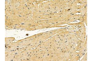 C-RAF Mouse Monoclonal Antibody at 1/100 staining mouse heart tissue by IHC-P.