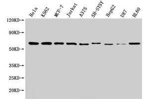 Western Blot Positive WB detected in: Hela whole cell lysate, K562 whole cell lysate, MCF-7 whole cell lysate, Jurkat whole cell lysate, A375 whole cell lysate, SH-SY5Y whole cell lysate, HepG2 whole cell lysate, U87 whole cell lysate, HL60 whole cell lysate All lanes: NOP58 antibody at 1:2000 Secondary Goat polyclonal to rabbit IgG at 1/50000 dilution Predicted band size: 60 kDa Observed band size: 60 kDa (NOP58 Antikörper  (AA 1-529))