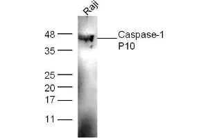 Raji cell lysates probed with Anti-Caspase-1 P10 Polyclonal Antibody  at 1:5000 for 90 min at 37˚C. (Caspase 1 (p10) Antikörper  (AA 320-404))