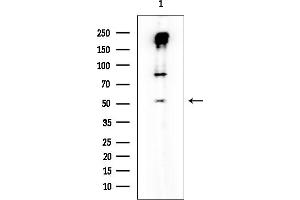 Western blot analysis of lysates from Mouse muscle, using p53 Mouse Monoclonal Antibody at 1/1000 dilution.