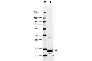 Western blot using  anti-Mouse GM-CSF antibody shows detection of a band ~14 kDa in size corresponding to recombinant mouse GM-CSF (lane 1). (GM-CSF Antikörper)