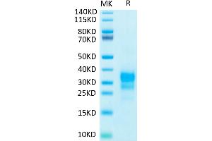 Interferon gamma Protein (IFNG) (His-Avi Tag,Biotin)