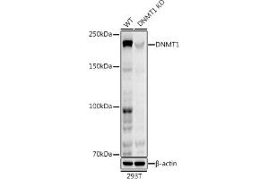 Western blot analysis of extracts from wild type (WT) and DNMT1 knockdown (KD) 293T cells, using DNMT1 antibody (ABIN7266808) at 1:1000 dilution. (DNMT1 Antikörper)