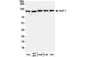 Western Blotting (WB) image for anti-Tripartite Motif Containing 28 (TRIM28) (AA 650-700) antibody (ABIN7453436)