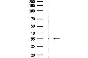 Western blot analysis of lysates from Rat testis, using OR1E1 Antibody at 1/1000 dilution.