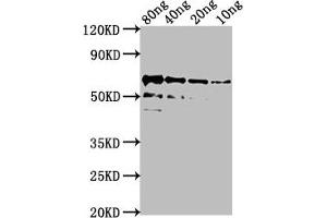 anti-AlgL (AA 24-374) antibody