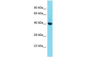 Host:  Rabbit  Target Name:  Mkx  Sample Type:  Mouse Liver lysates  Antibody Dilution:  1. (MKX Antikörper  (C-Term))