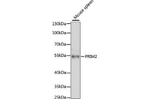 Western blot analysis of extracts of mouse spleen, using PRIM2 antibody (ABIN6130291, ABIN6146164, ABIN6146166 and ABIN6215325) at 1:3000 dilution. (PRIM2 Antikörper  (AA 1-170))