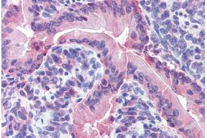 Mouse small intestine: Formalin-Fixed, Paraffin-Embedded (FFPE) (IDO1 Antikörper  (AA 129-141))