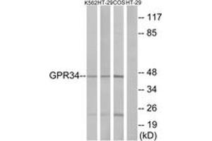 Western blot analysis of extracts from HT-29/K562/COS7 cells, using GPR34 Antibody. (GPR34 Antikörper  (AA 181-230))